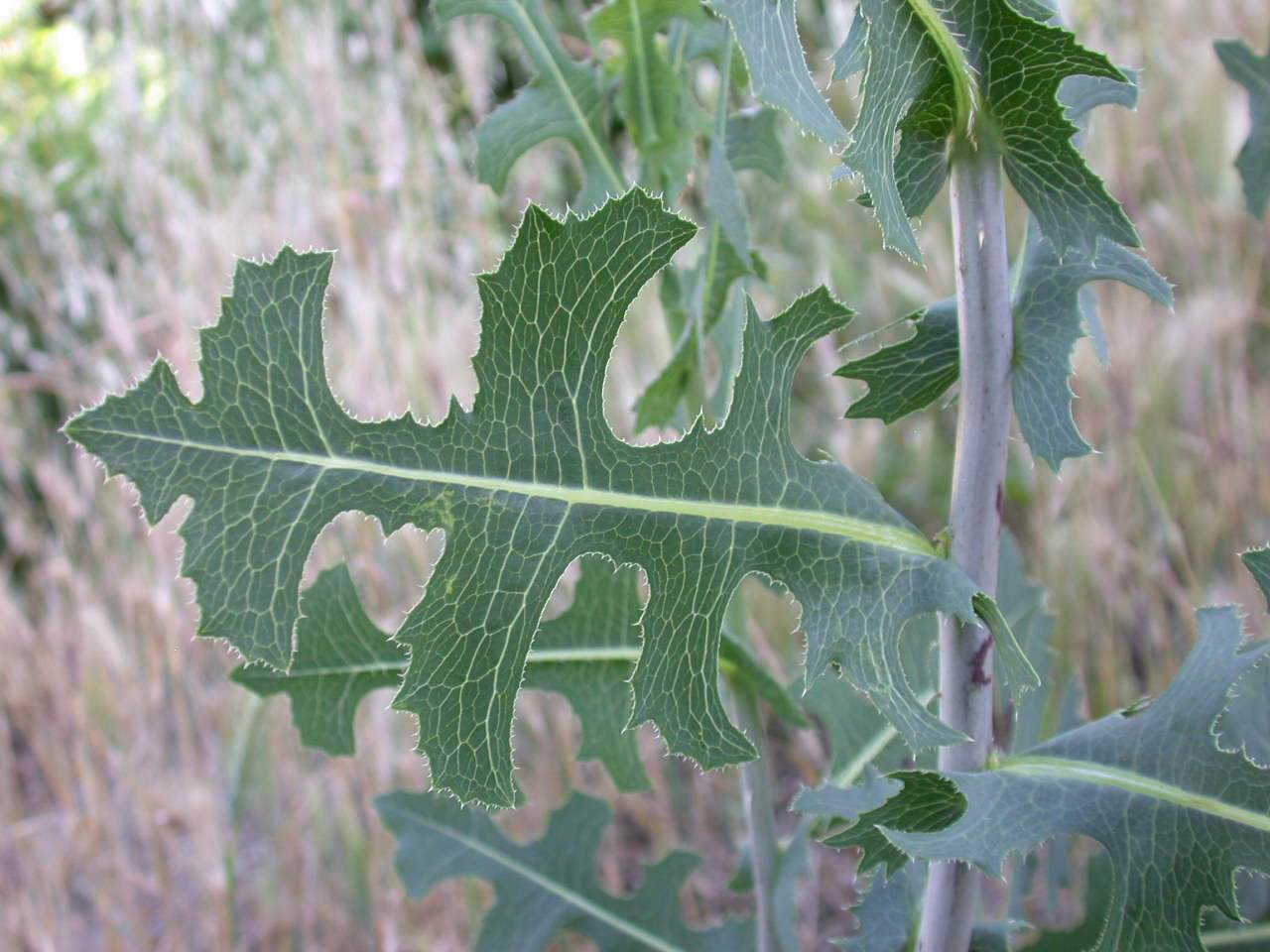 Lactuca sativa subsp. serriola / Lattuga selvatica